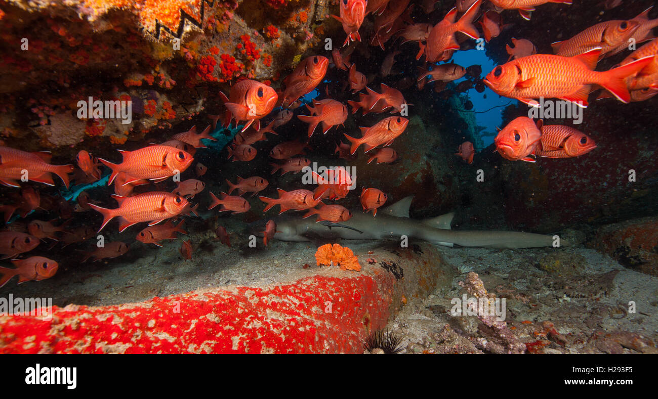 Baby reef shark hires stock photography and images Alamy