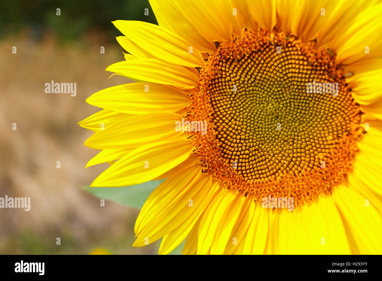 Young sunflower close up in hi-res stock photography and images - Alamy