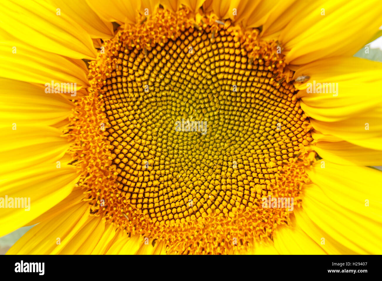 Sunflower head close up, middle part of flower Stock Photo - Alamy