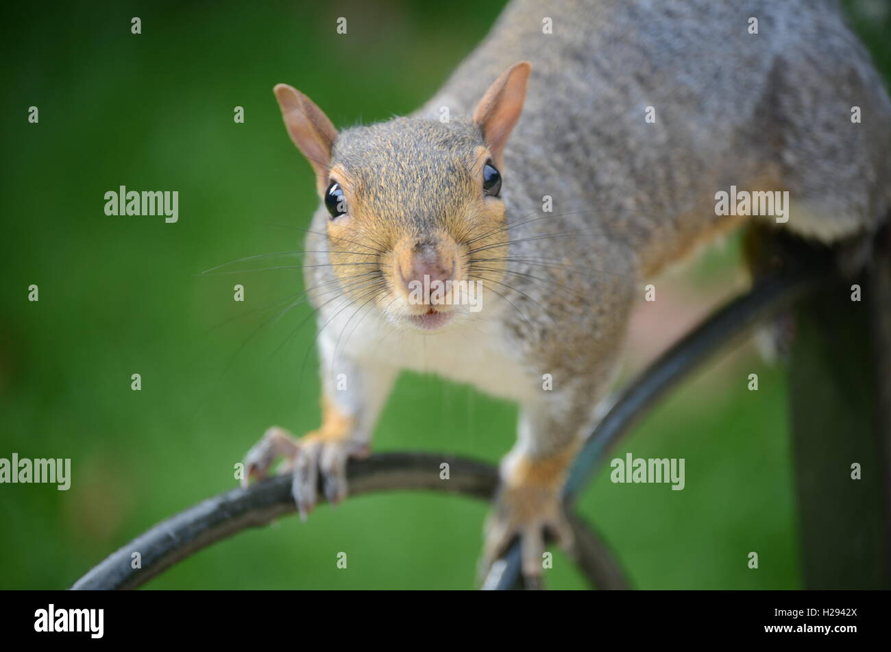 Squirrel poses on railings Stock Photo
