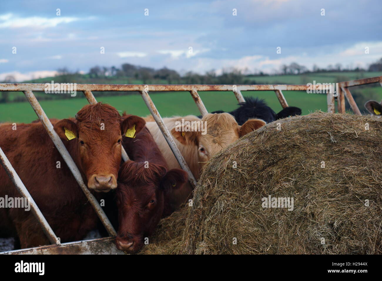 Cows feeding through cattle feeding gate Stock Photo Alamy