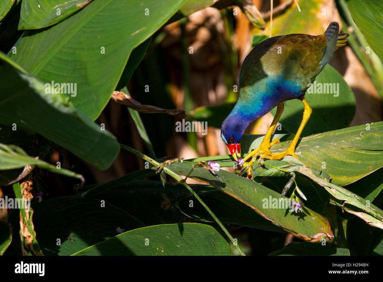 A purple gallinule,Porphyrio martinicus, nibbles on a favorite treat - flowers of the aquatic Fire Flag or Alligator flag plant. Stock Photo