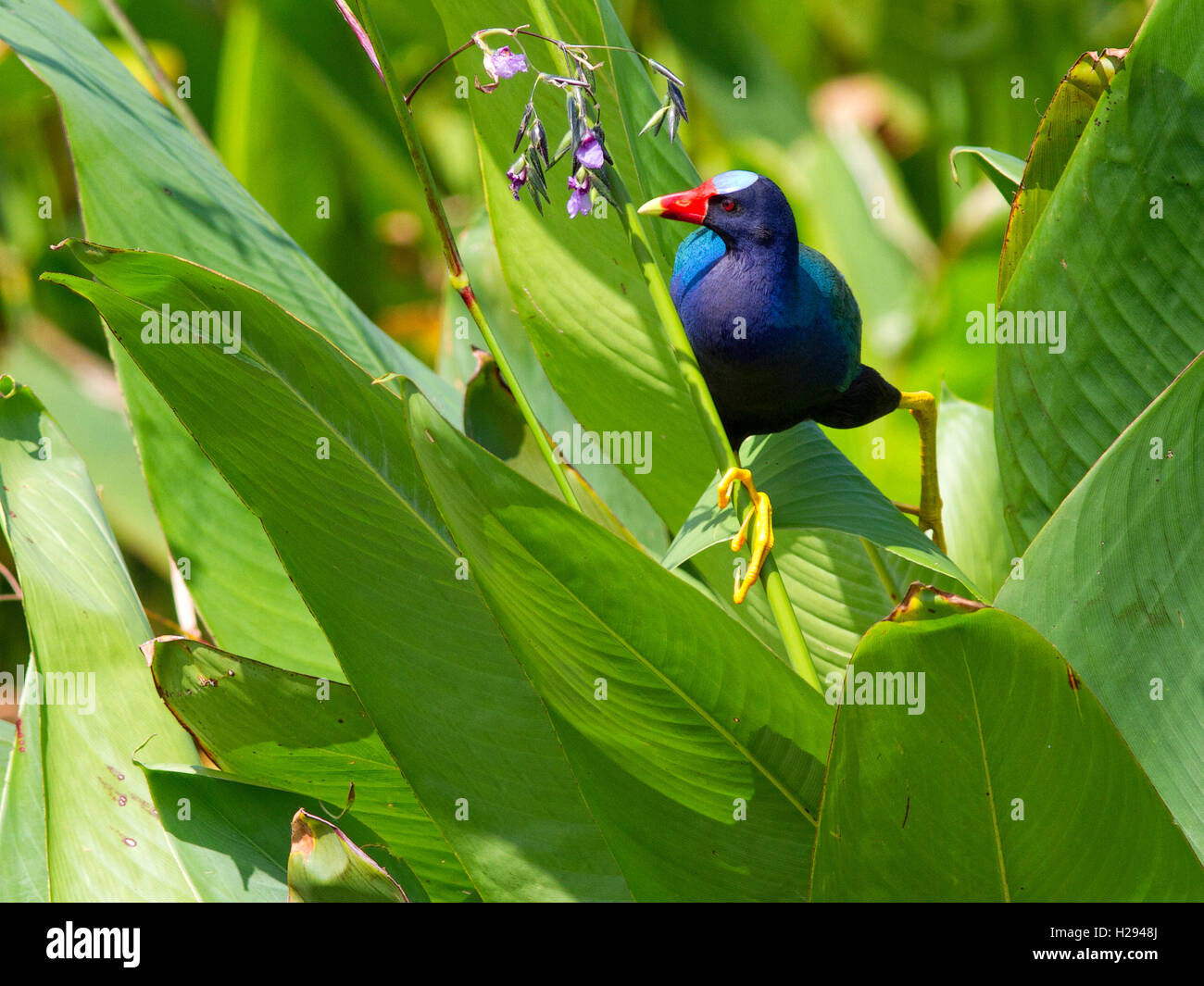 A purple gallinule,Porphyrio martinicus, nibbles on a favorite treat - flowers of the aquatic Fire Flag or Alligator flag plant. Stock Photo