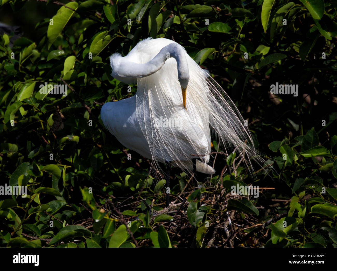 A White Egret assumes an artistic sinuous pose as it reaches back to clean its aigrettes with its long flexible neck.. Stock Photo