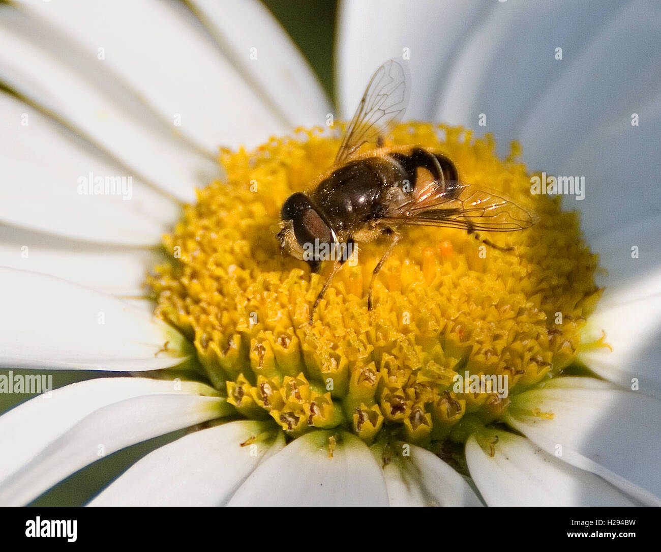 Bee collecting pollen from a cultivated garden daisy Stock Photo