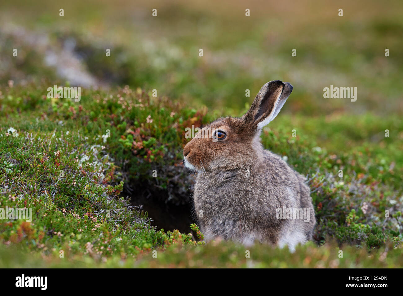 Mountain hare (Lepus timidus), Scotland, UK Stock Photo