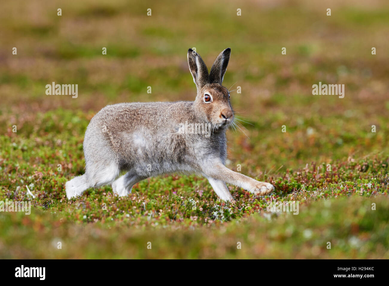 Mountain hare (Lepus timidus), Scotland, UK Stock Photo Alamy