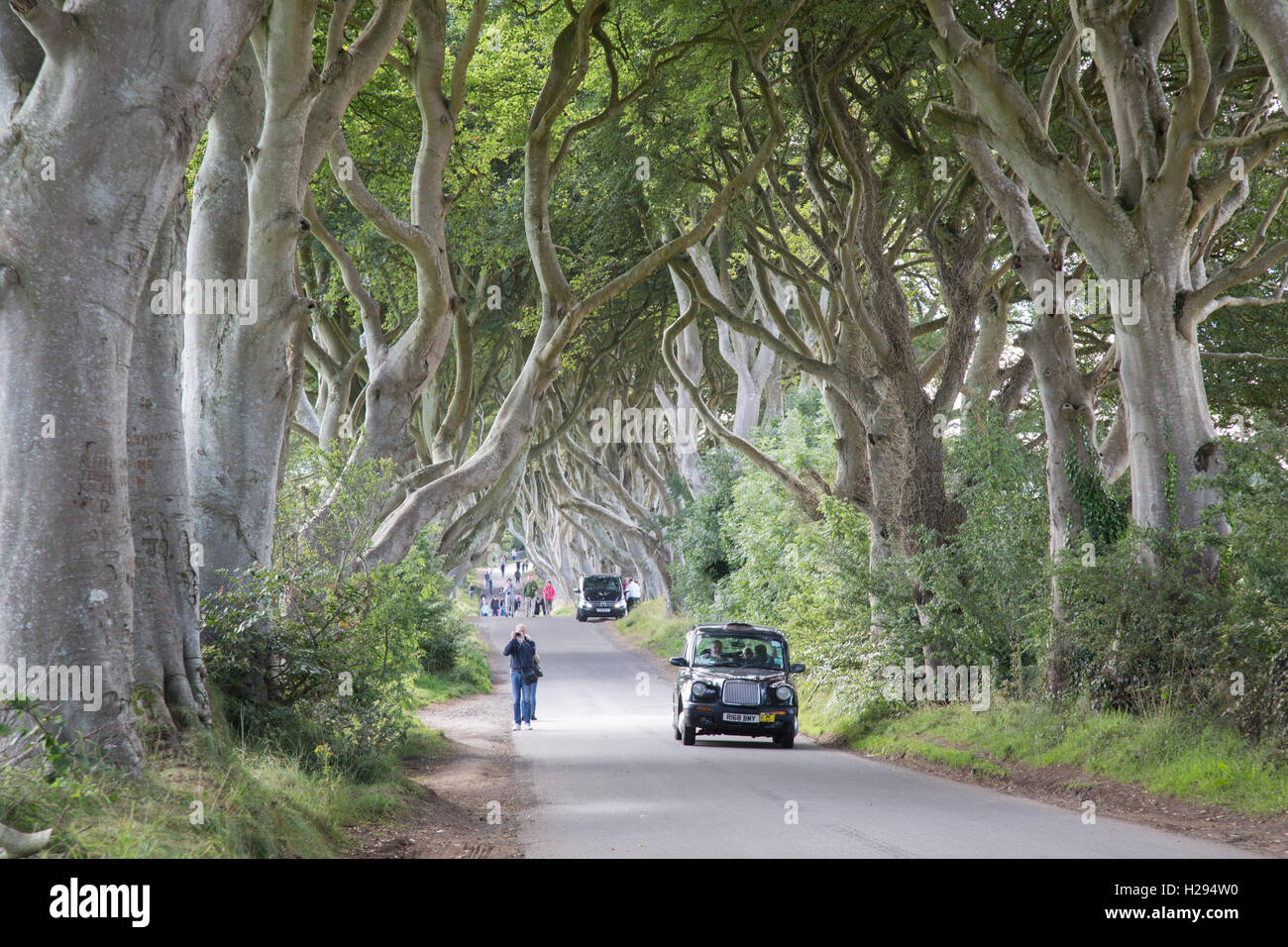 Black Cab Taxi in Dark Hedges; County Antrim; Northern Ireland; UK