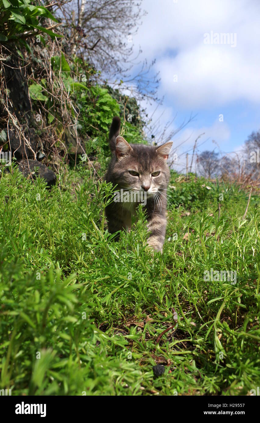 Tabby cat hunting in garden Stock Photo - Alamy