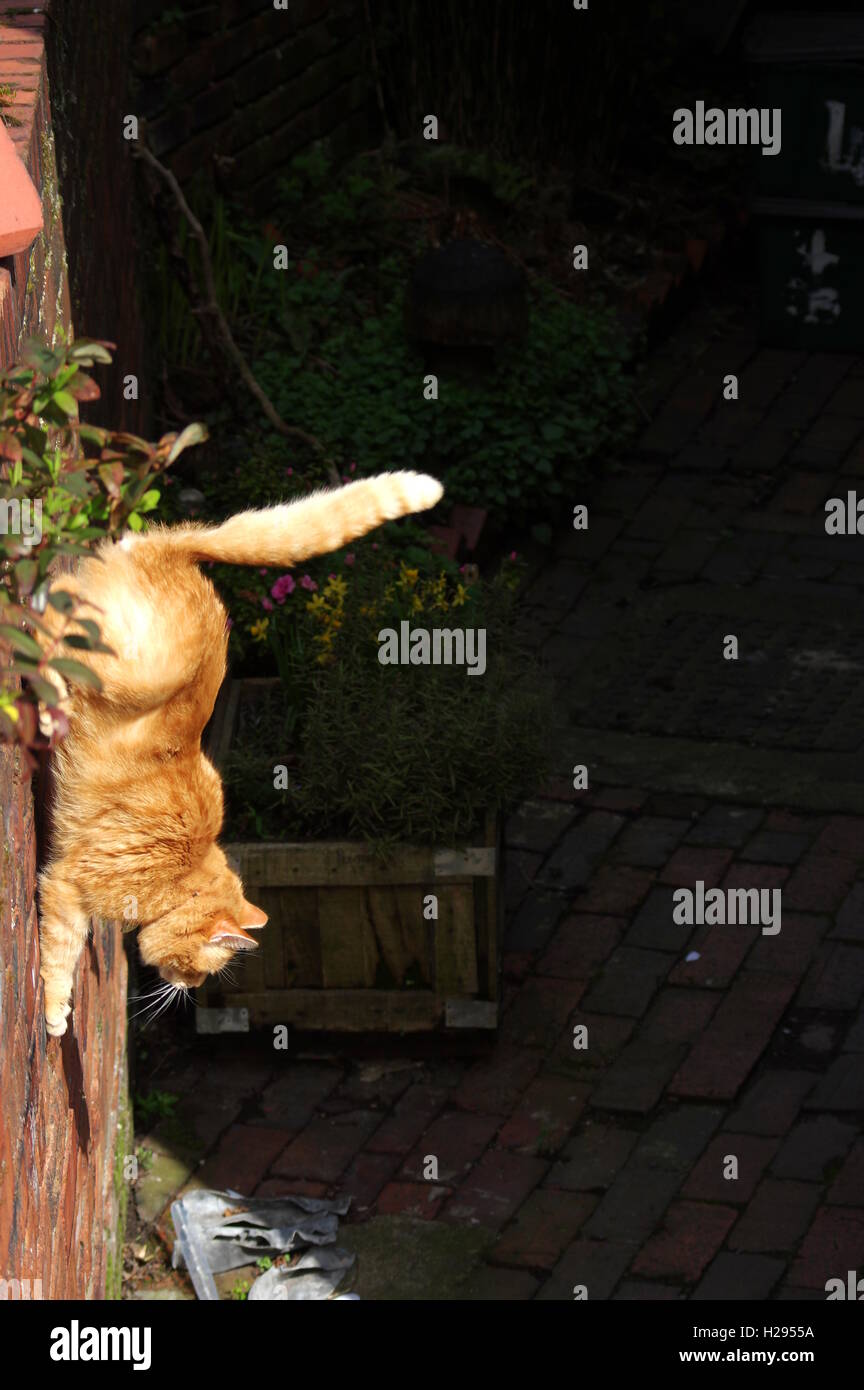 Ginger cat climbing down wall Stock Photo Alamy