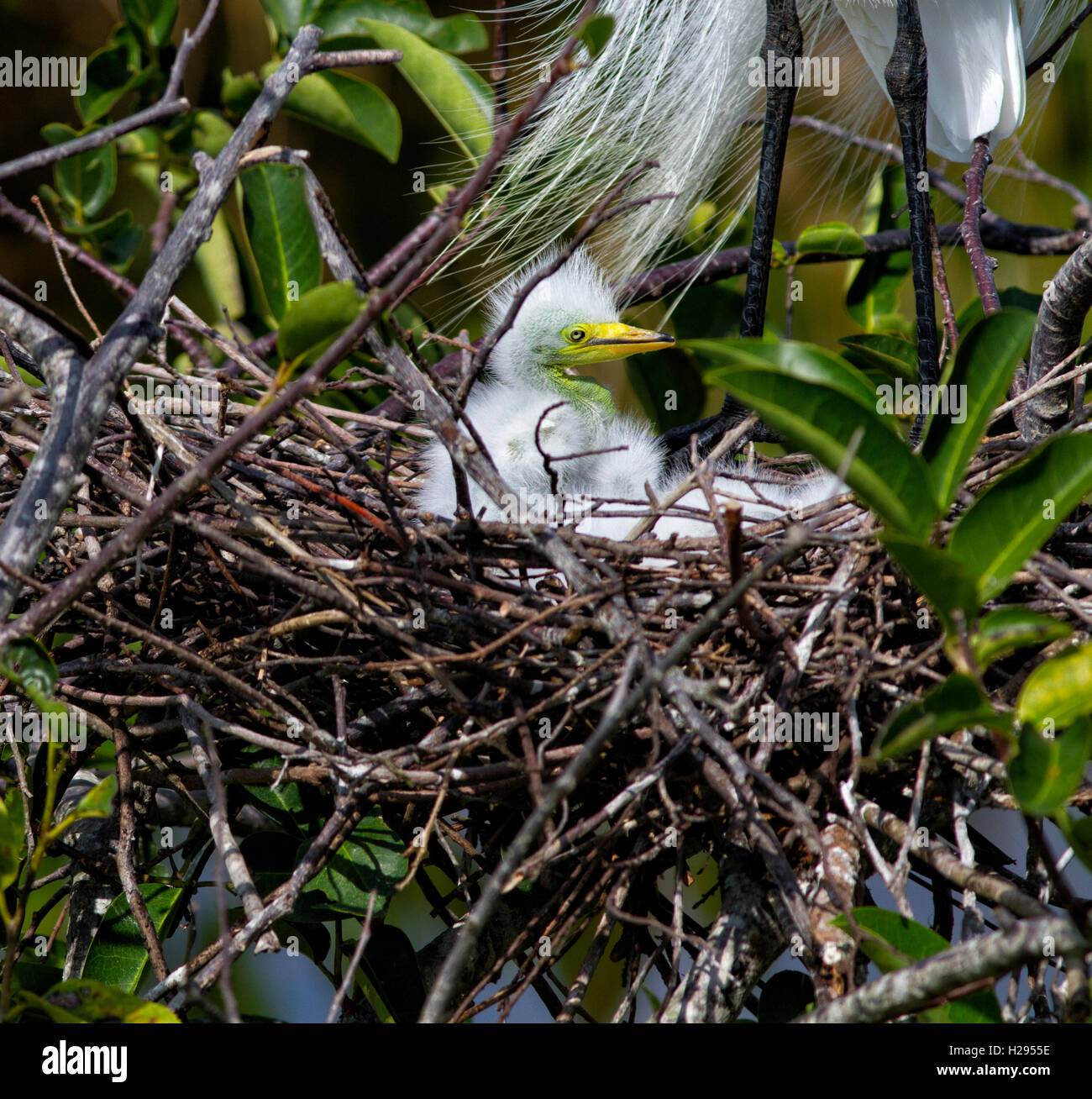 A one week old White Egret chick looks about its new world from the safety of its woven nest of twigs with Mom standing near. Stock Photo