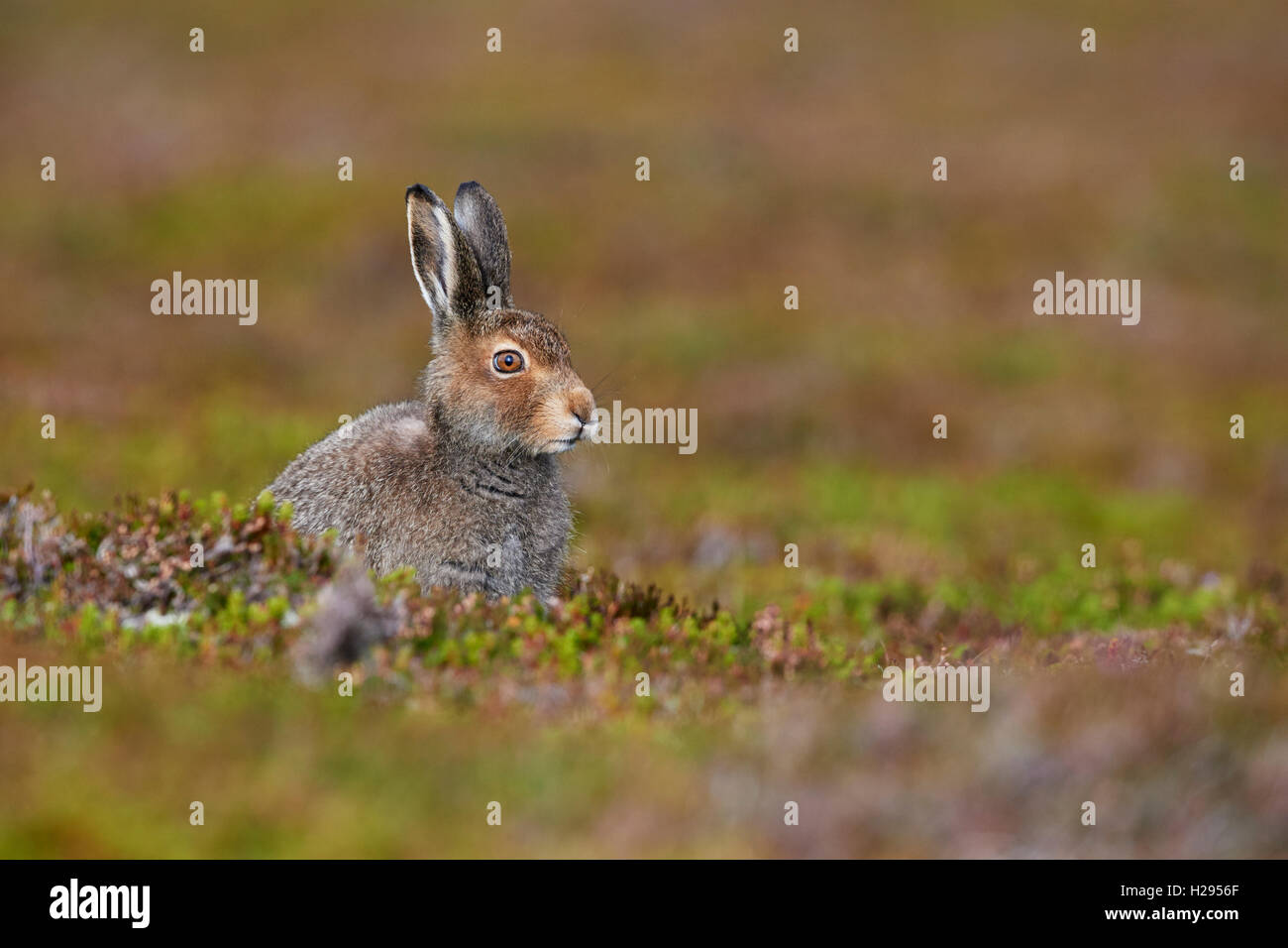 Mountain hare (Lepus timidus), Scotland, UK Stock Photo