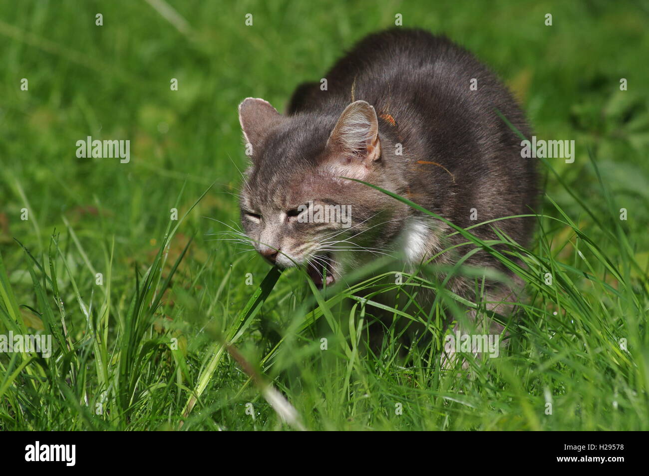 Cat vomit hires stock photography and images Alamy