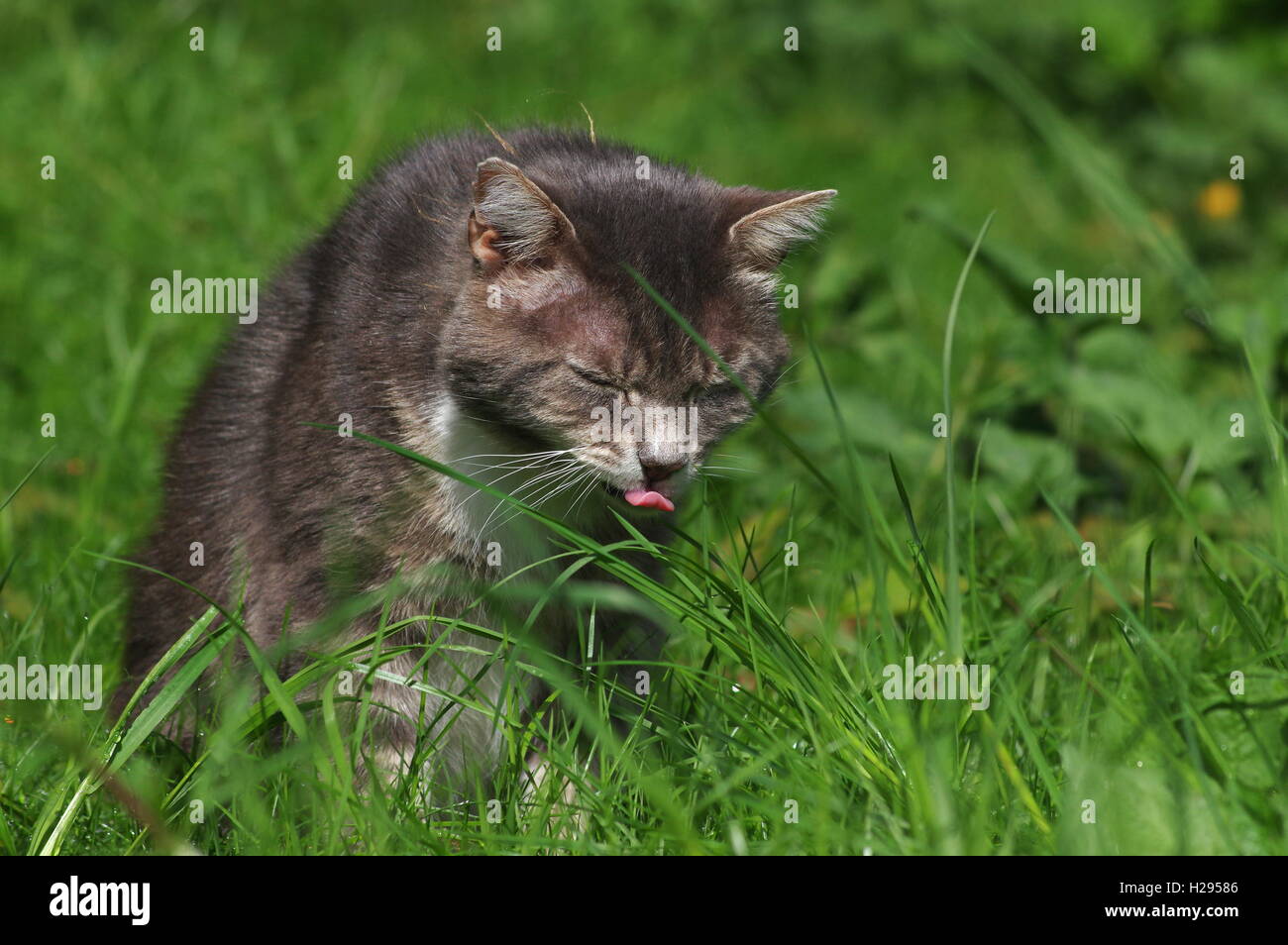 Tabby cat eating grass Stock Photo Alamy