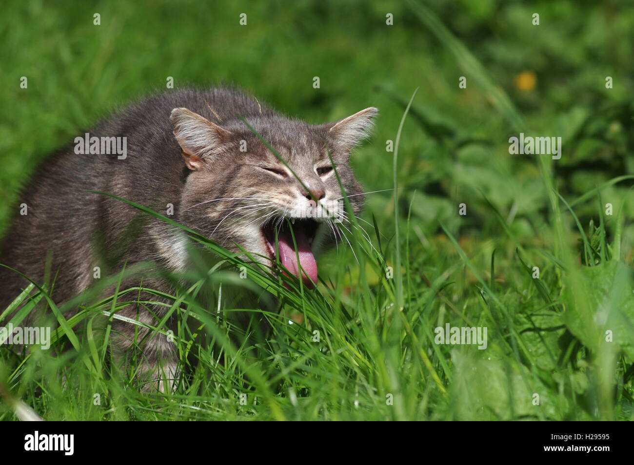 Tabby cat eating grass Stock Photo Alamy