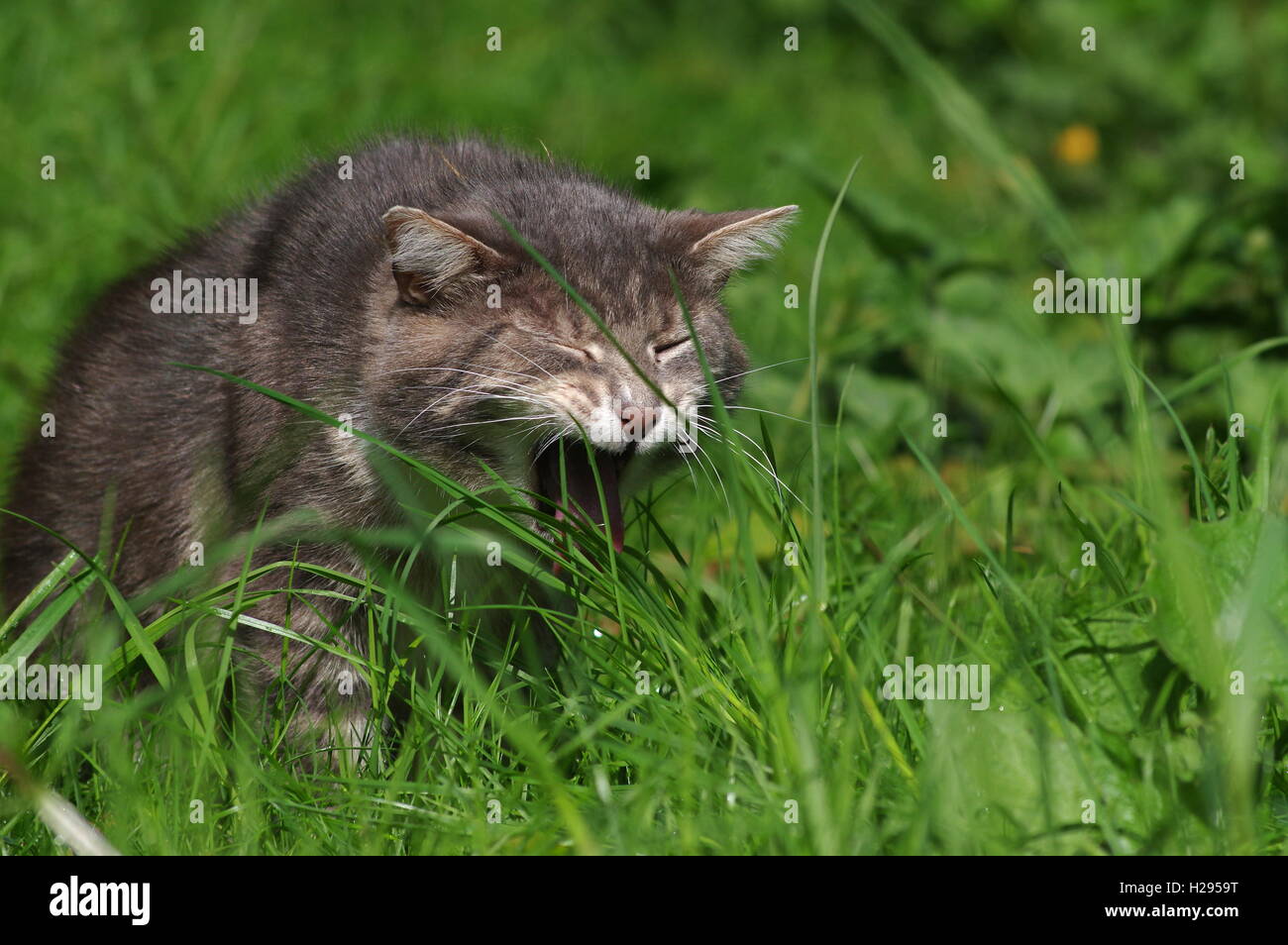 Tabby cat eating grass Stock Photo Alamy