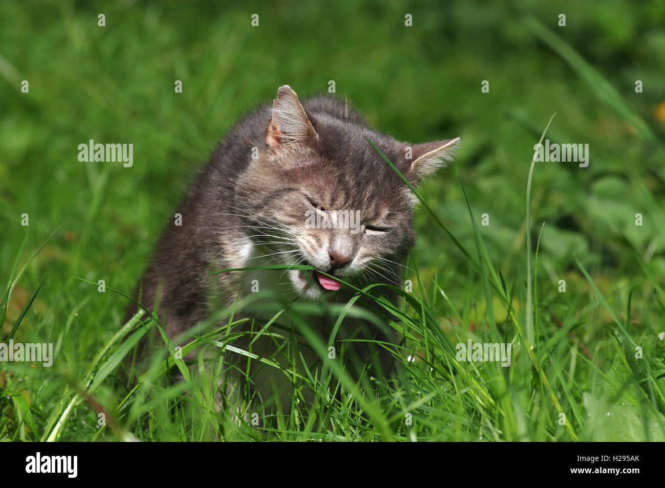 Cat vomit hires stock photography and images Alamy