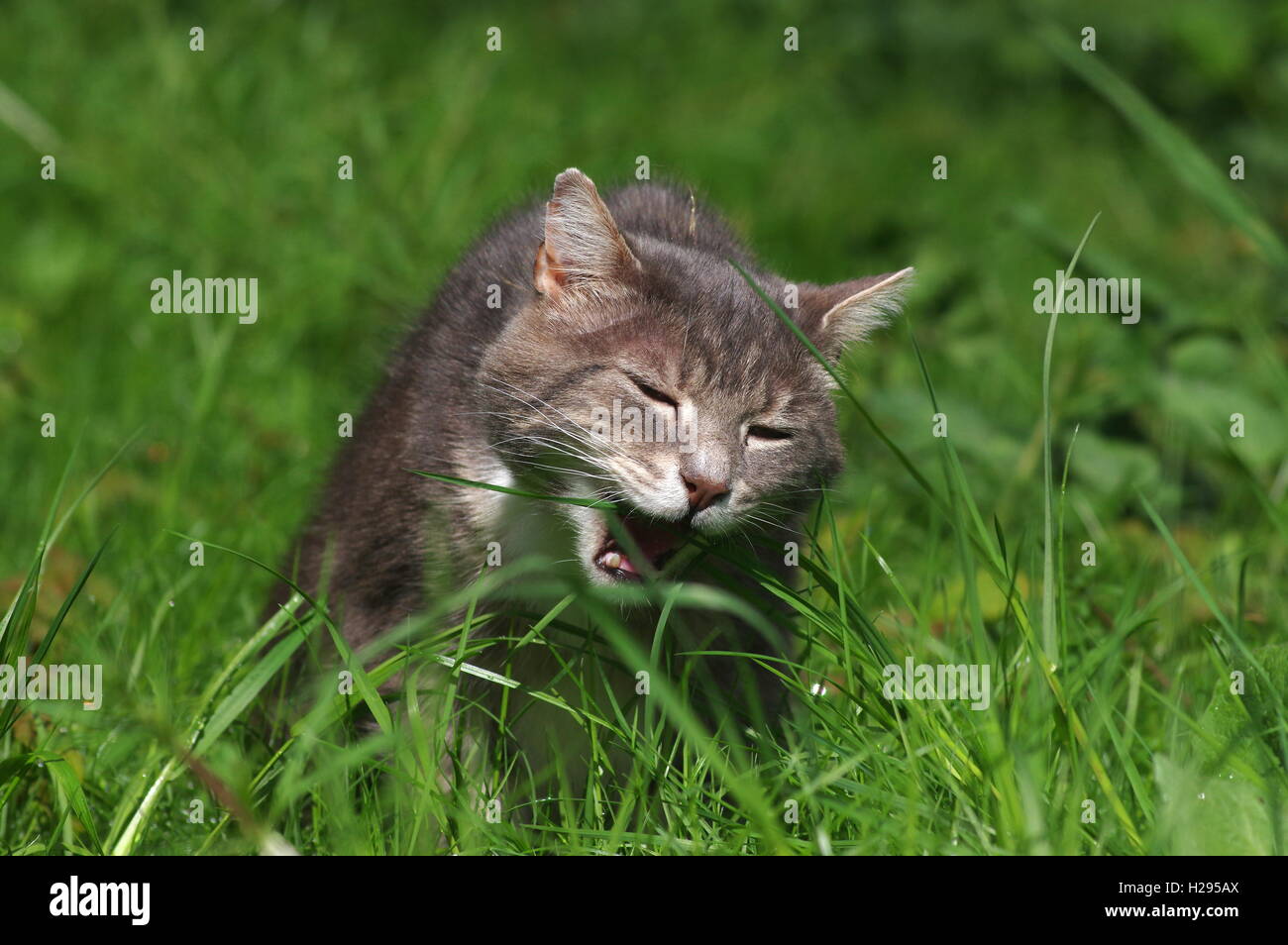 Tabby cat eating grass Stock Photo Alamy