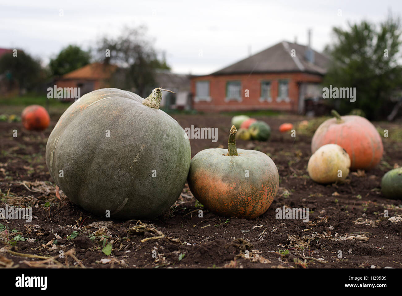 Ripe pumpkins lying in the garden in the fall Stock Photo - Alamy