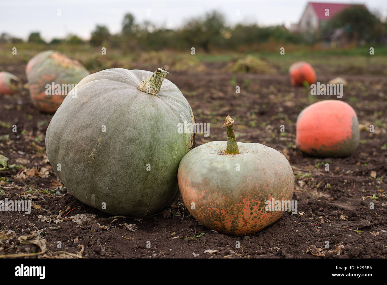 Ripe pumpkins lying in the garden in the fall Stock Photo - Alamy