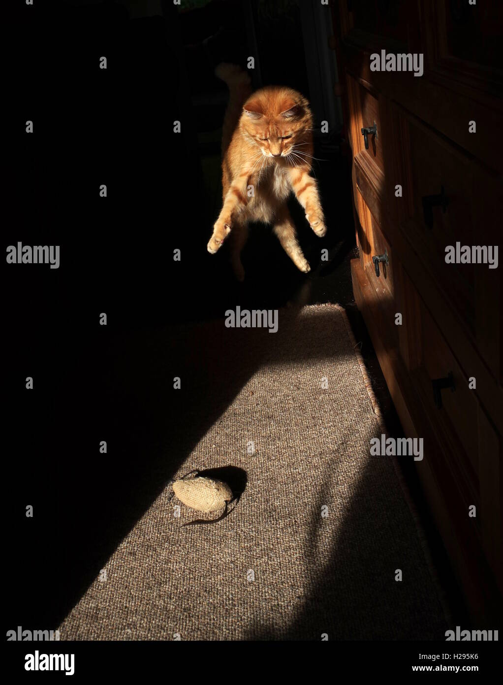 Ginger cat playing with toy mouse Stock Photo