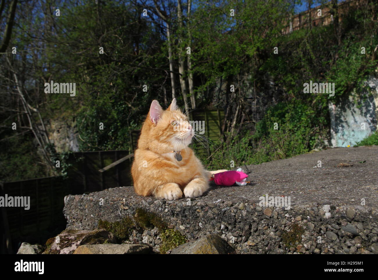 Ginger cat playing with toy mouse Stock Photo