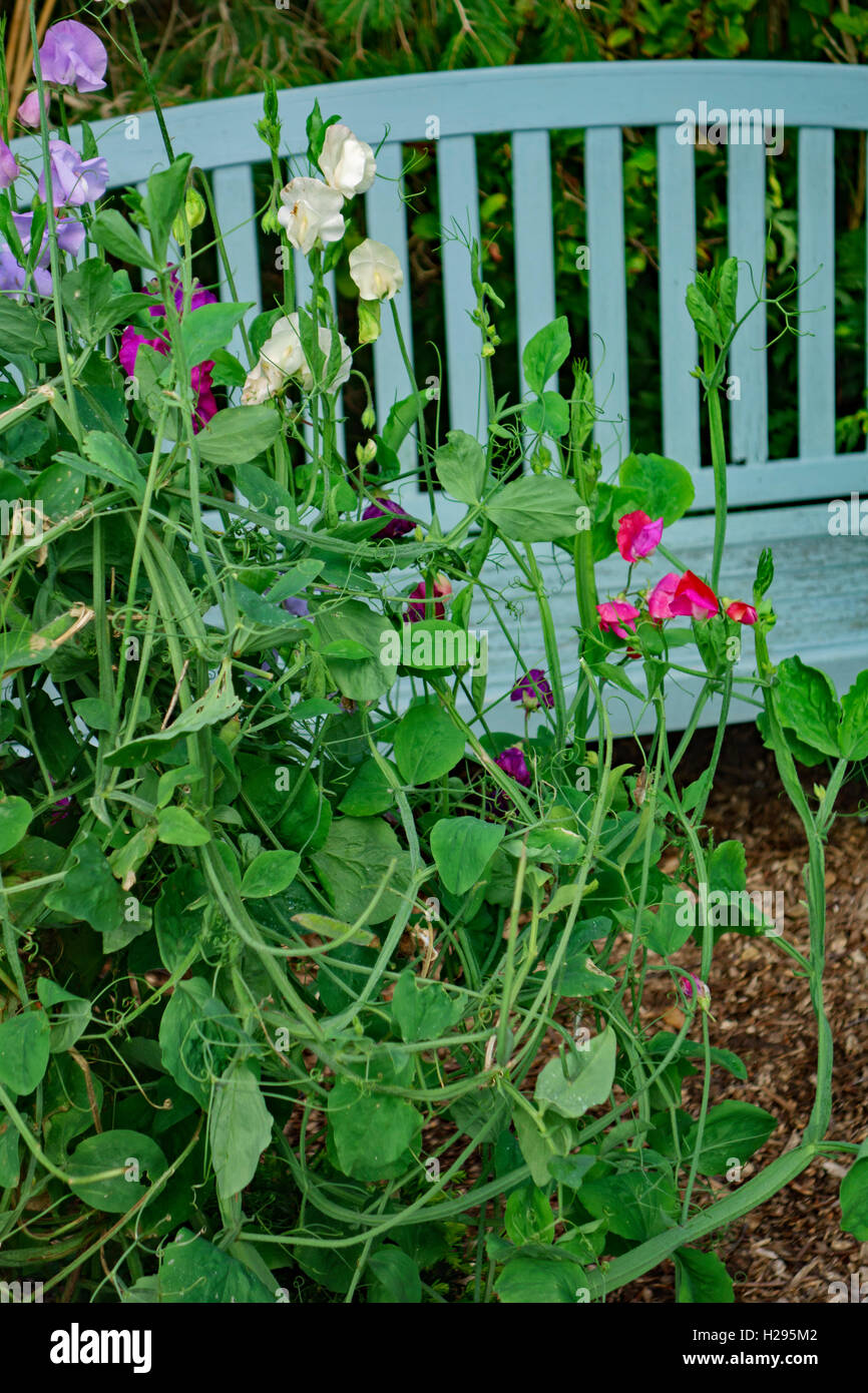 Sweet Peas growing in front of coloured garden seat at Glenwhan Garden in Dumfries and Galloway, southwest Scotland. Stock Photo