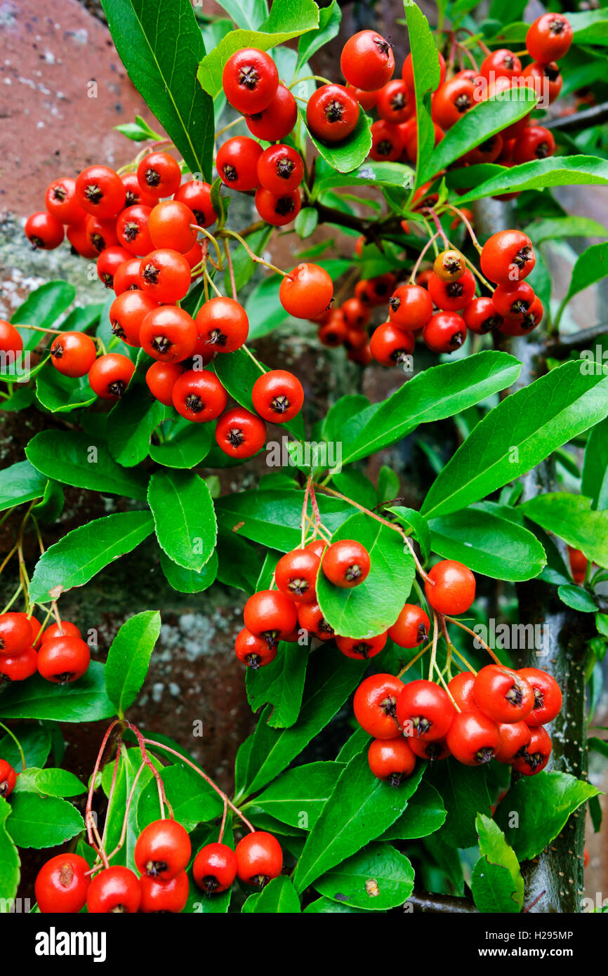 Are Pyracantha Berries Poisonous?
