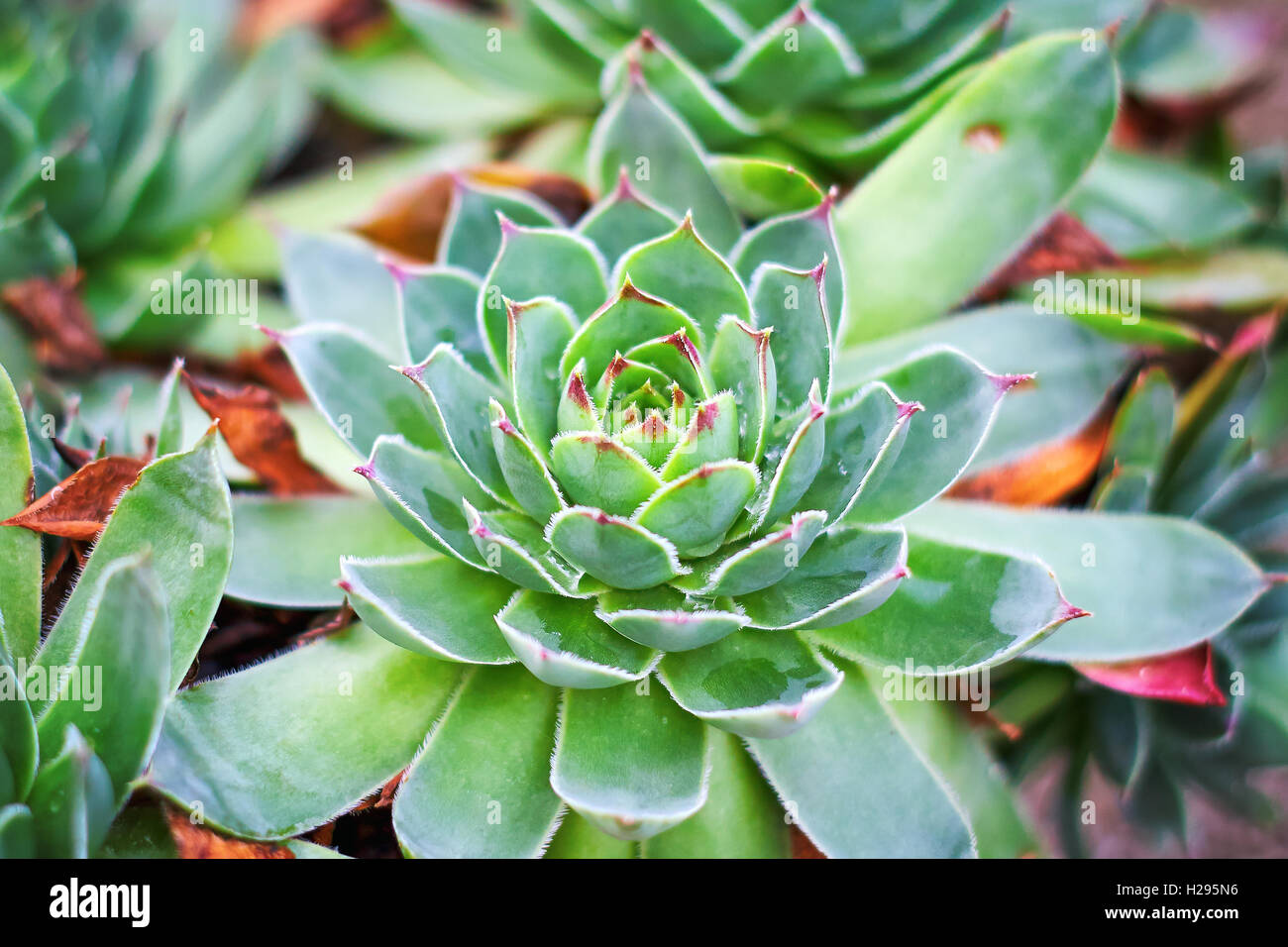 Closeup of houseleek (Sempervivum tectorum) in the garden Stock Photo
