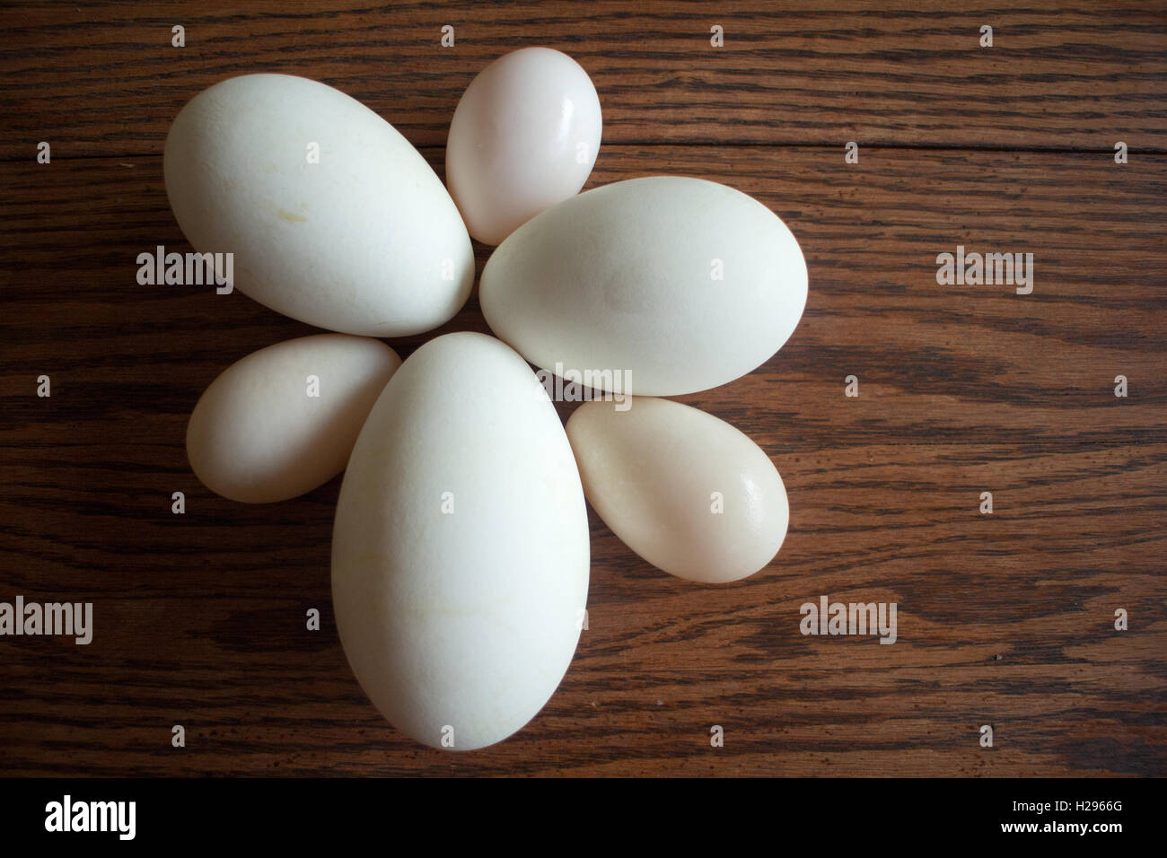 Duck chicken goose farm hires stock photography and images Alamy