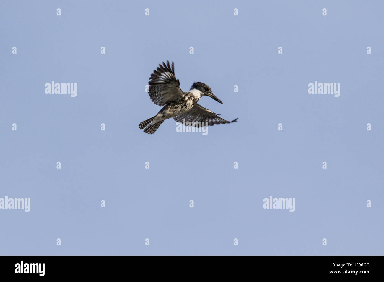 A belted kingfisher (Megaceryle alcyon) hovers in the air looking for prey such as amphibians, insects,crustaceans, or reptiles. Stock Photo