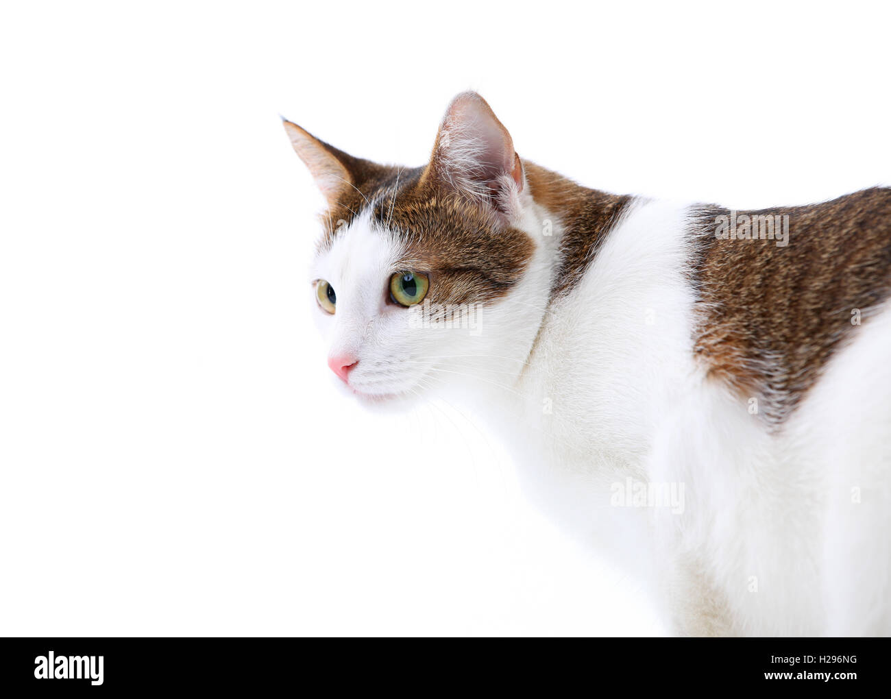 Portrait of cat isolated on white Stock Photo - Alamy
