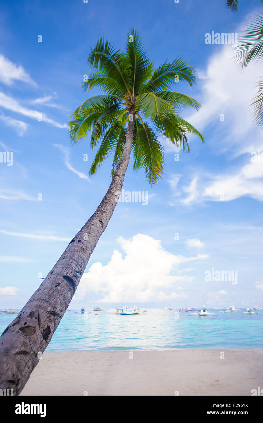Coconut Palm tree on the sandy beach background blue sky Stock Photo ...