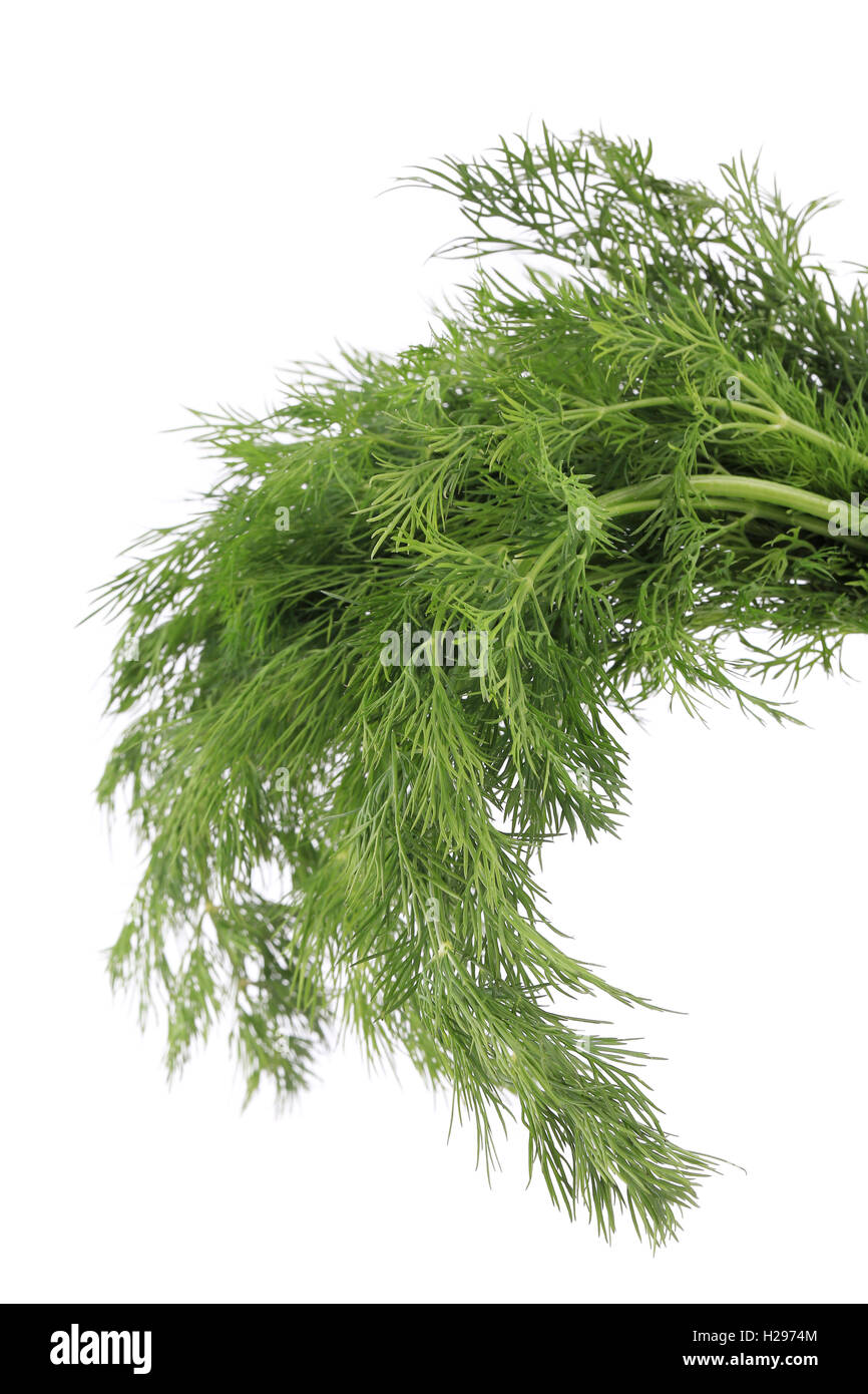 Bunch of fresh dill Stock Photo Alamy