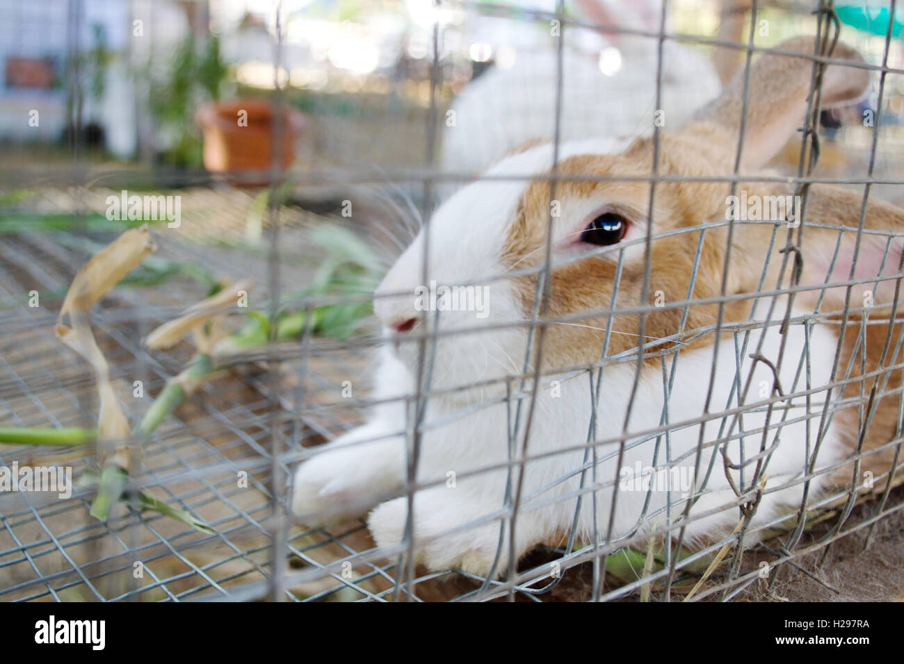 White Rabbit In Cage High Resolution Stock Photography and Images Alamy