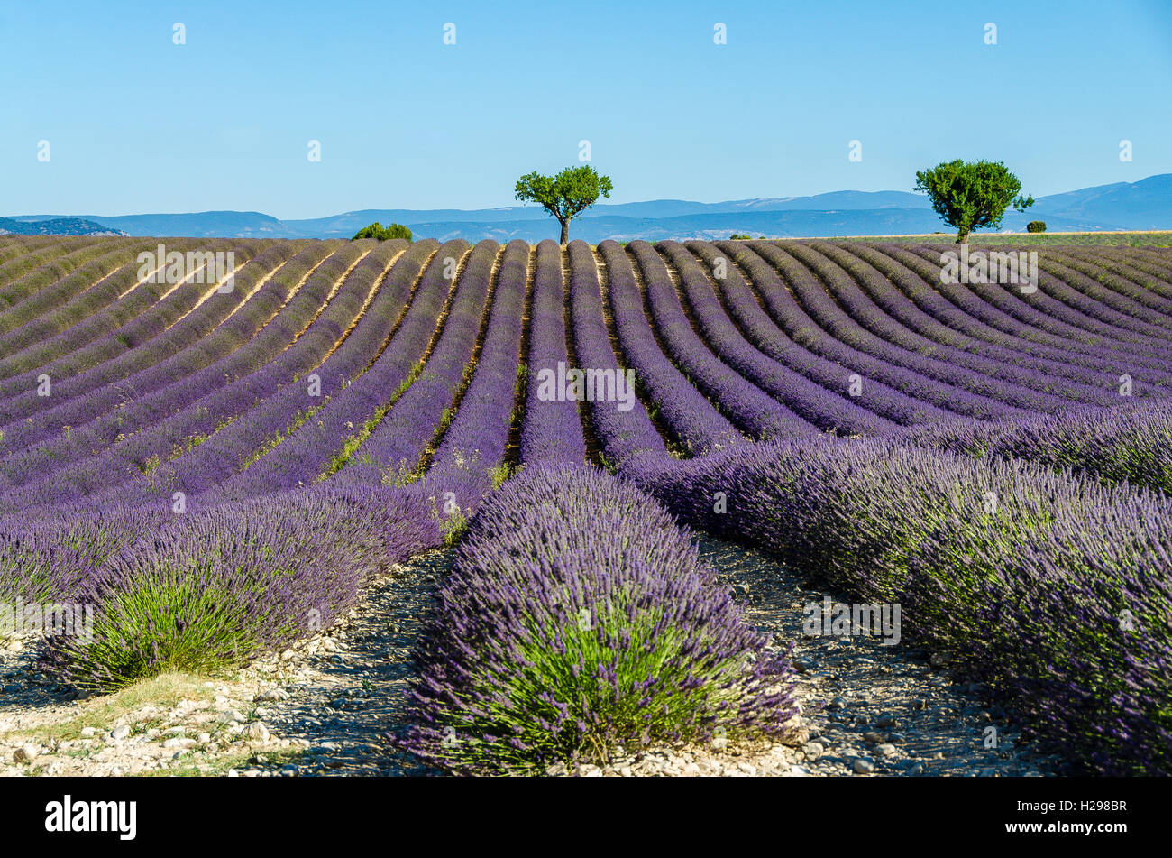 Fleurs Séchées Stock Photos Fleurs Séchées Stock Images