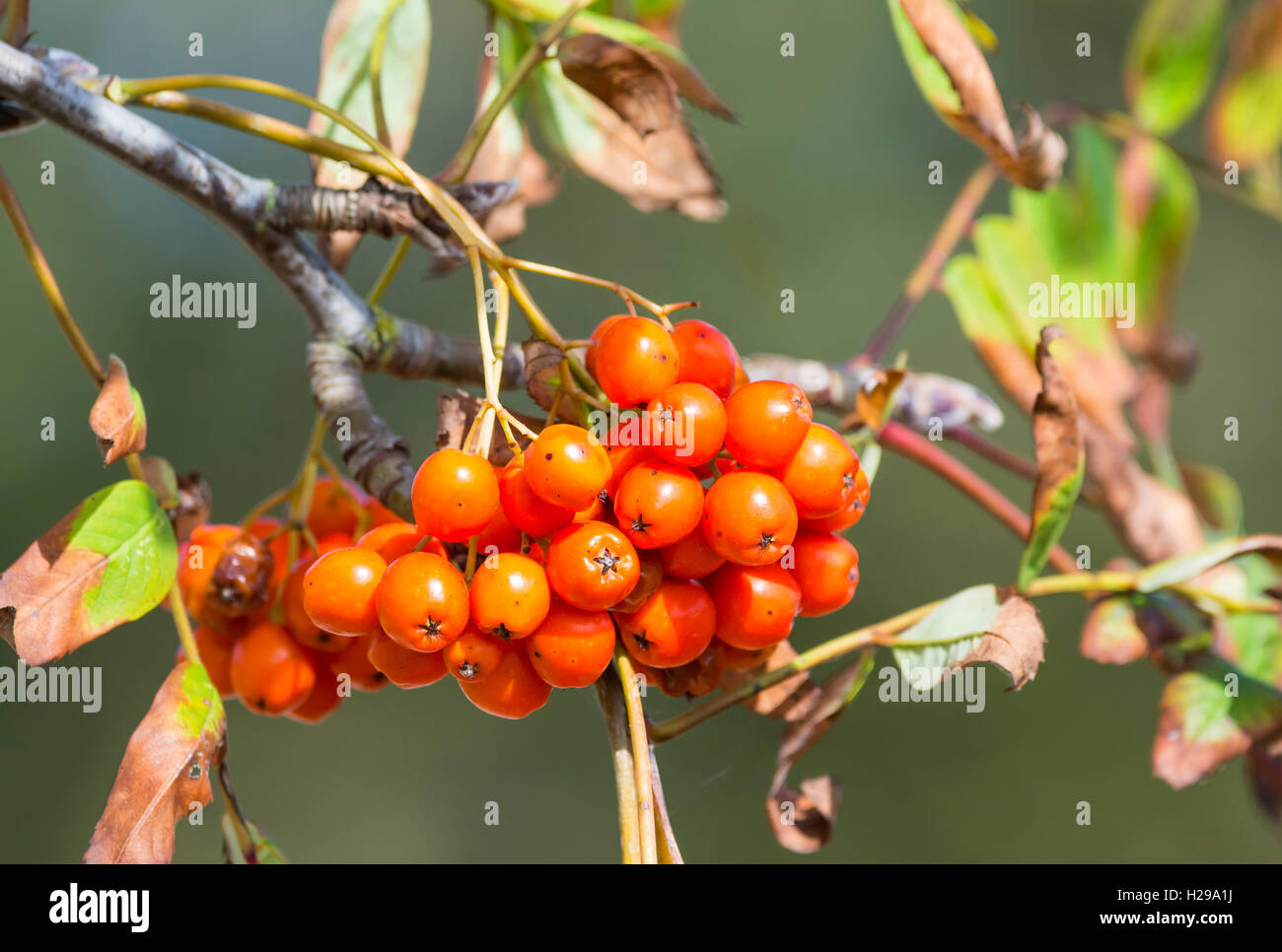 Small red berries from a Mountain Ash tree (Sorbus aucuparia or Rowan Tree) in early Autumn in the UK. Stock Photo