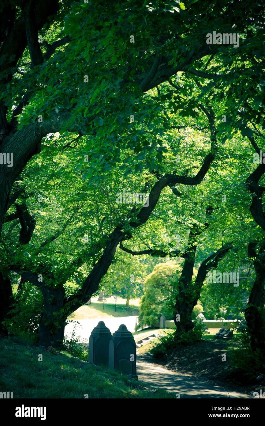 twisted trees along path with stone pillars marking cemetery gates Stock Photo
