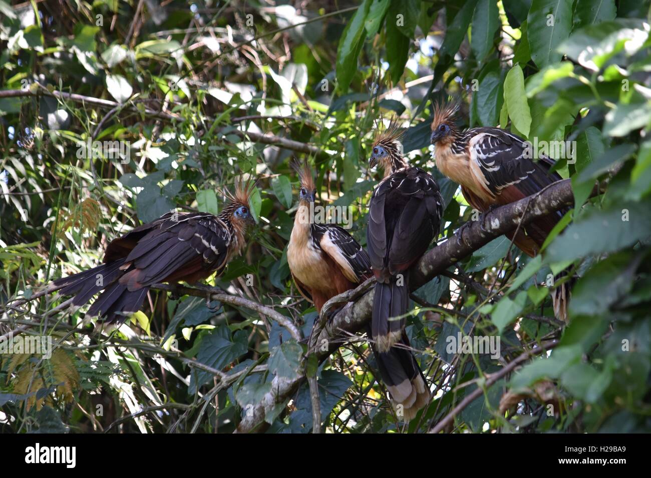 Hoatzin bird, Opisthocomus hoazin , Fauna, Flora, Jungle, Rain Forest, Manu, Peru Stock Photo