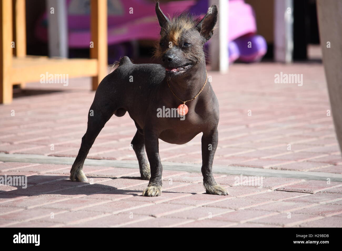 Dog, Fauna, Paracas, Islas Ballestas, Peru Stock Photo
