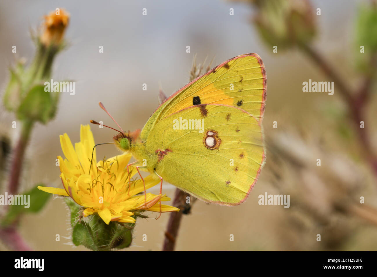 A Clouded yellow Butterfly (Colias croceus) feeding from a flower Stock