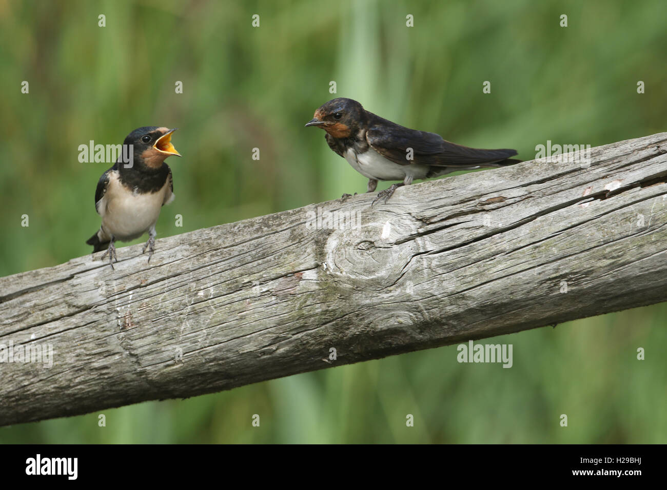 Young Swallows (Hirundo rustica) perched on a fence post waiting for their parents to return with food to feed them. Stock Photo