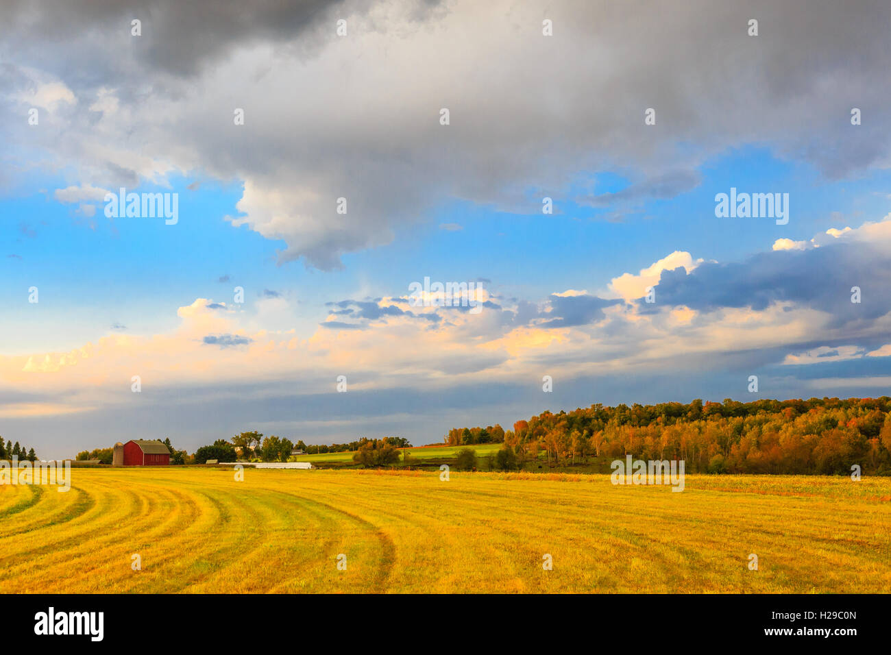 A harvested farmers field in Wisconsin at sunset. Stock Photo