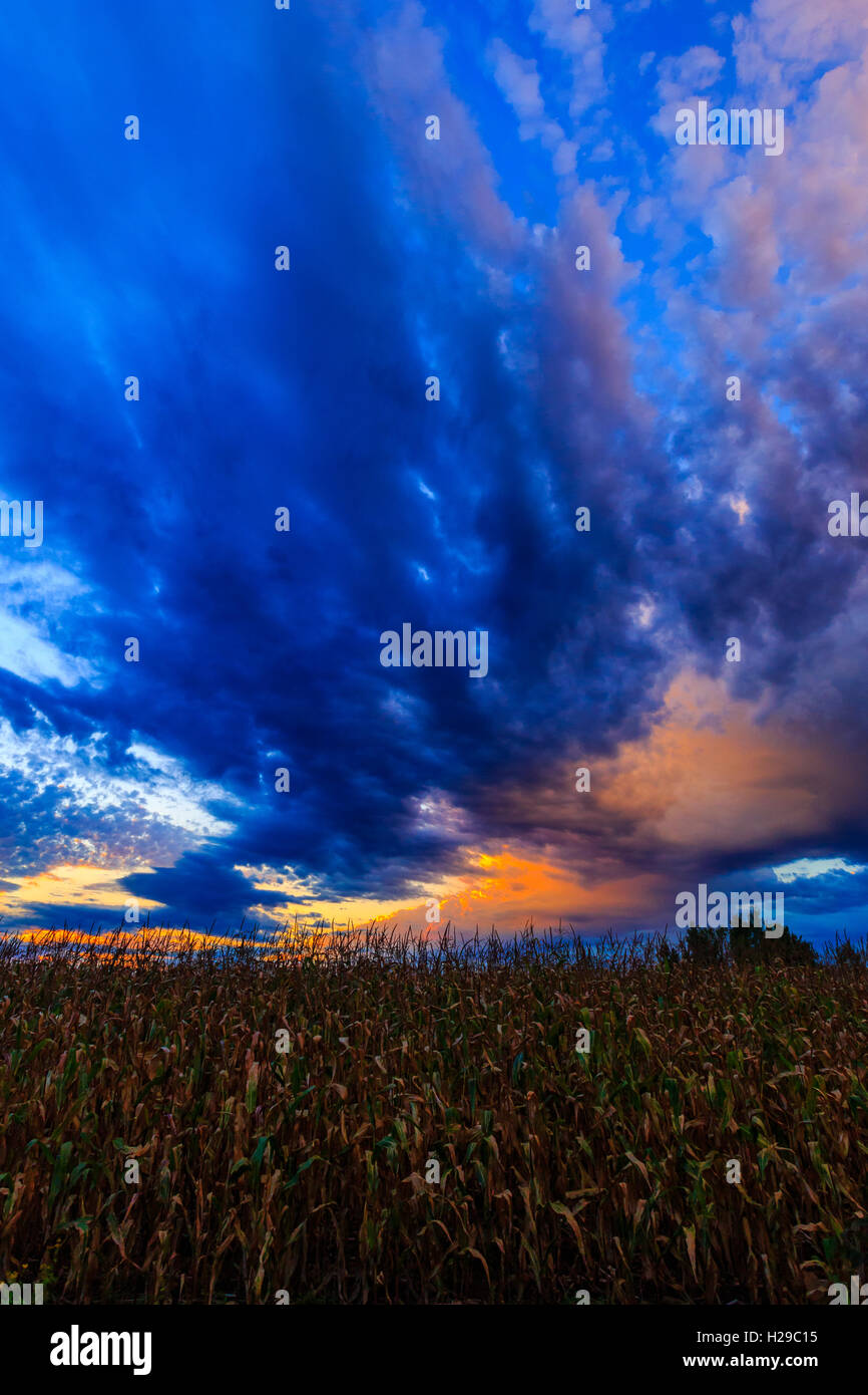 Vertical photo of a field of corn with a colorful sunset. Stock Photo