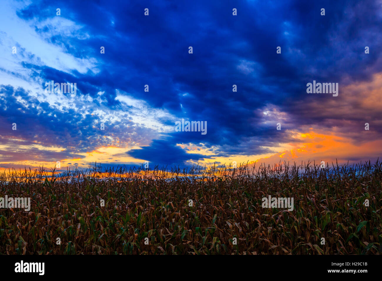 Field of corn with a colorful sunset. Stock Photo