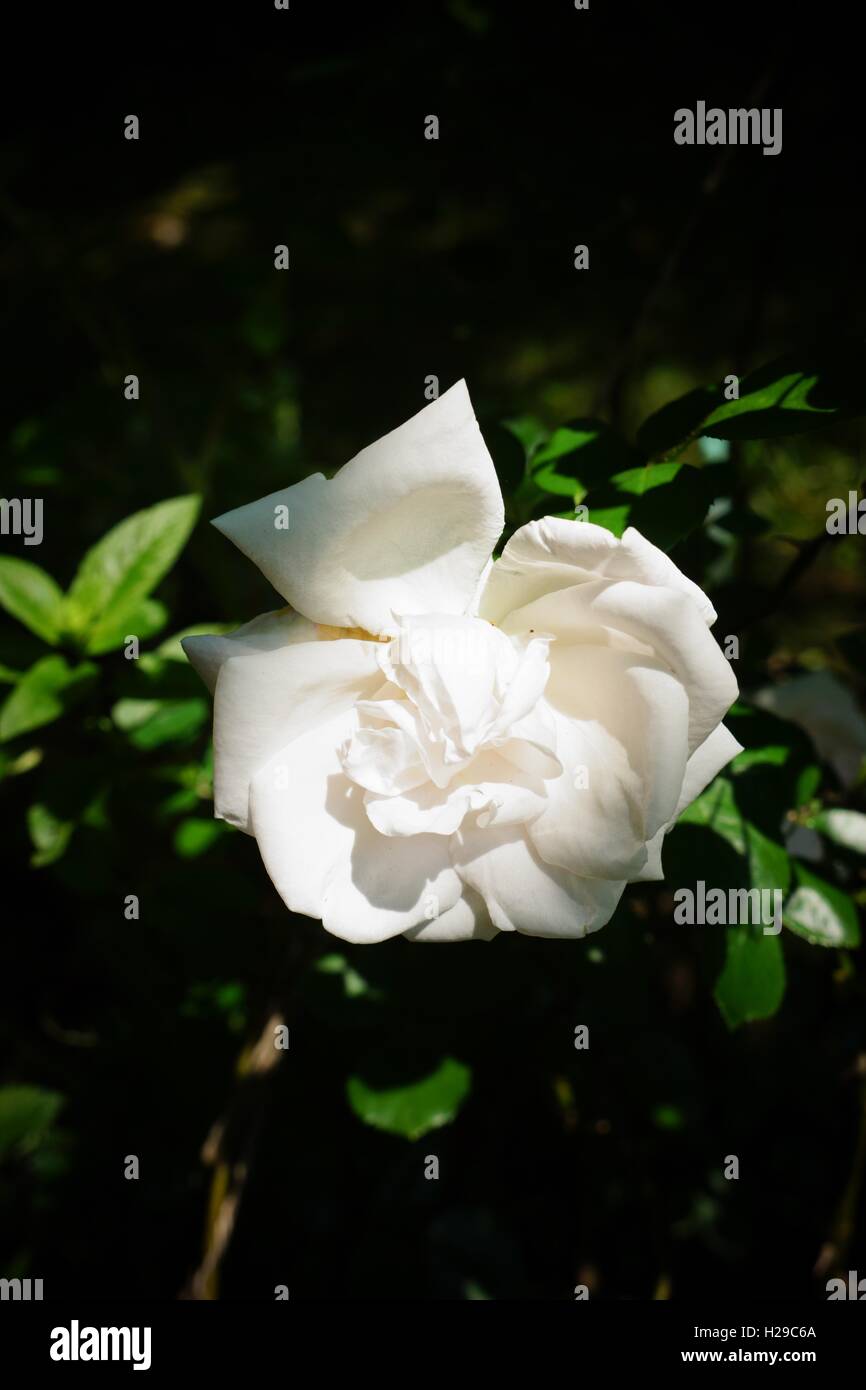 Opening rose hires stock photography and images Alamy