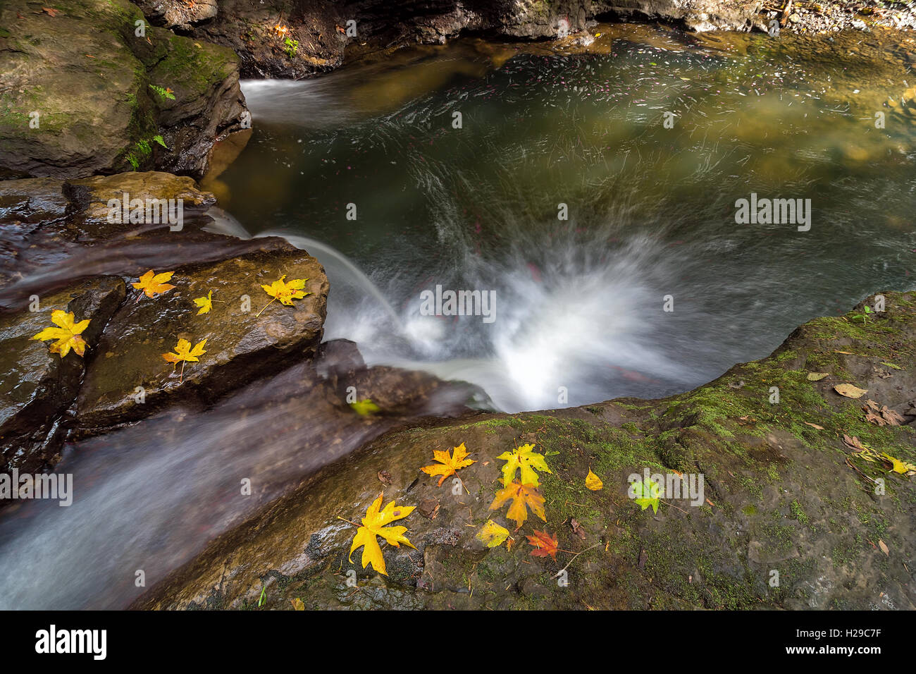Fall Season at Rock Creek waterfall with fallen Maple Tree leaves in Clackamas Oregon Stock Photo