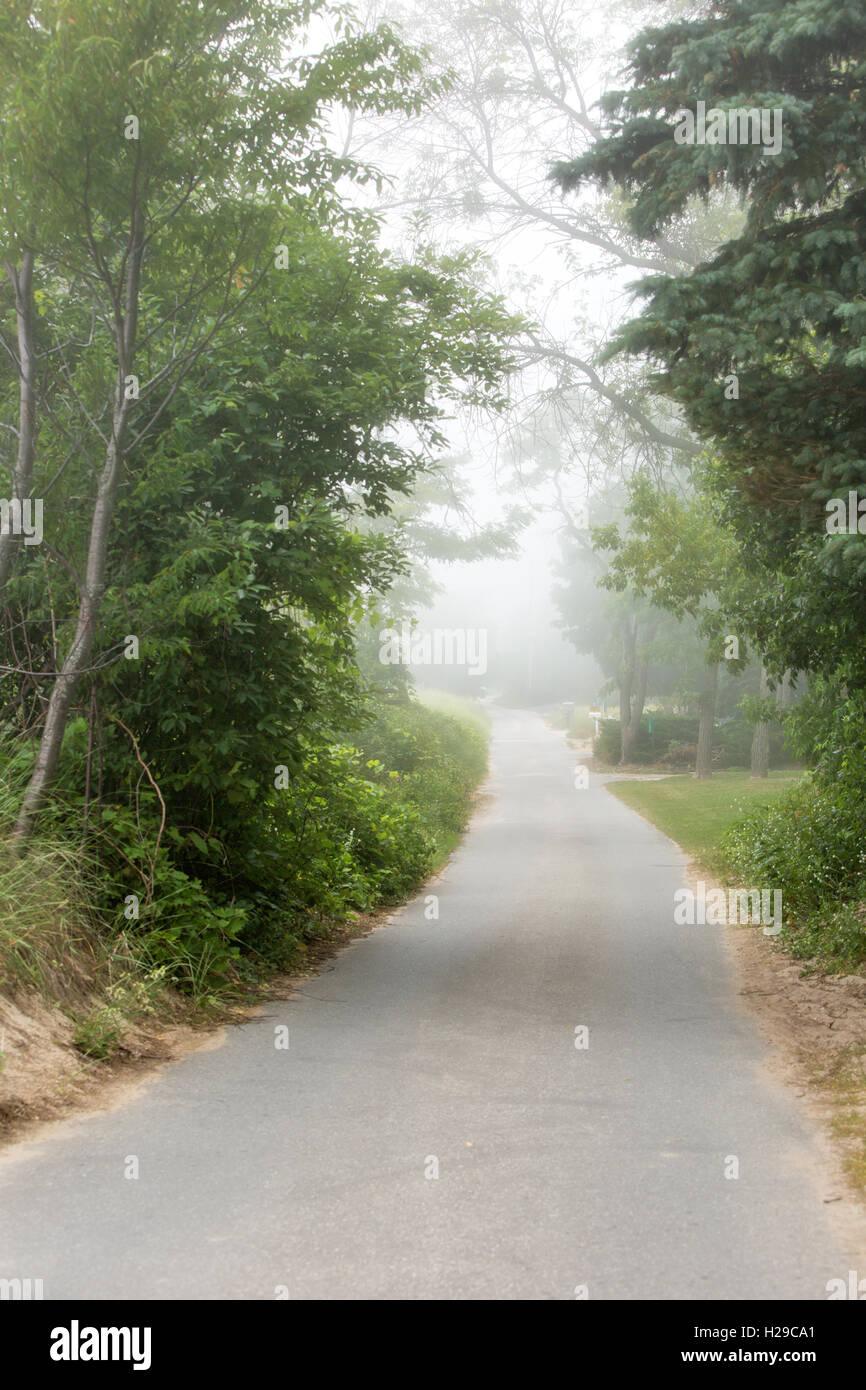 A tree lined road on a foggy day Stock Photo - Alamy