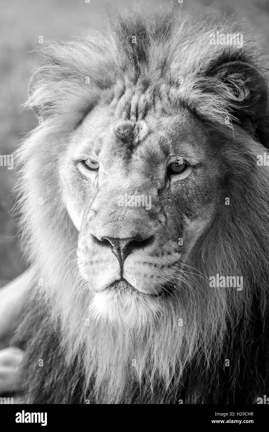 Lion head Black and White Stock Photos & Images Alamy