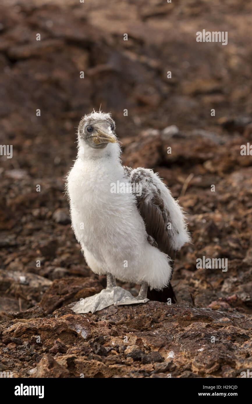 Baby booby bird hi-res stock photography and images - Alamy